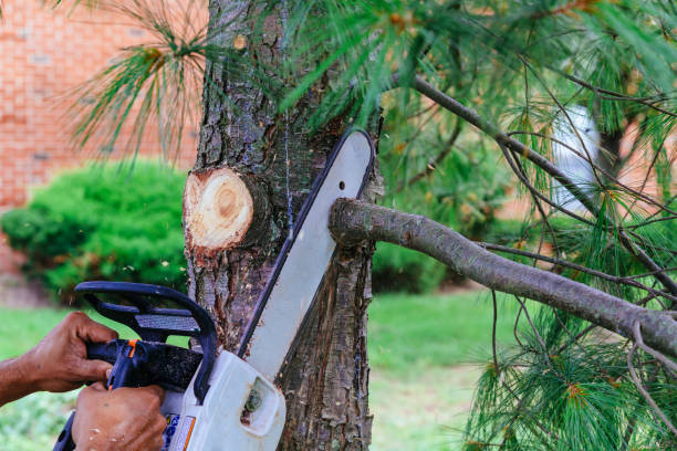 Best Tree Branch Trimming  in Tampa, FL